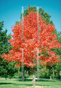 Picture of Acer x freemanii 'Landsburg (Firedance)'