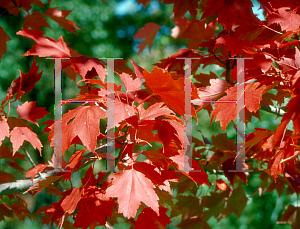 Picture of Acer x freemanii 'Landsburg (Firedance)'