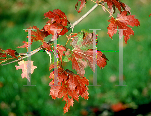 Picture of Acer x freemanii 'Marmo'