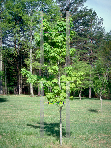 Picture of Acer x freemanii 'Morgan'