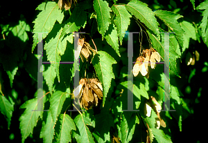 Picture of Acer tataricum ssp. ginnala 'Flame'
