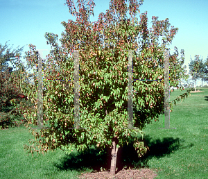 Picture of Acer tataricum ssp. ginnala 'Flame'