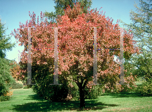 Picture of Acer tataricum ssp. semenovii '~Species'