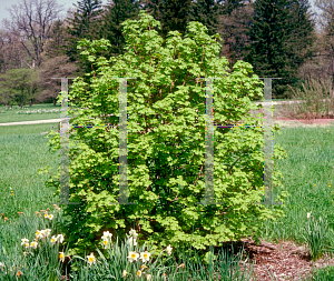 Picture of Acer saccharum ssp. grandidentatum 