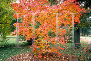 Picture of Acer japonicum 