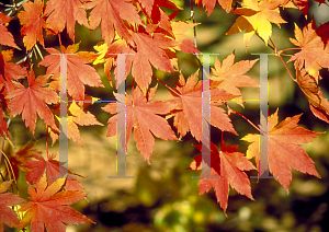 Picture of Acer japonicum 