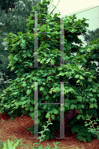 Picture of Acer japonicum 'Vitifolium'