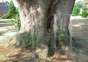 Picture of Acer macrophyllum 