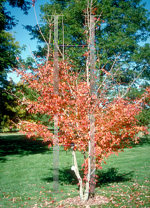 Picture of Acer mandschuricum '~Species'
