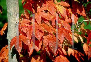 Picture of Acer mandschuricum 