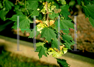 Picture of Acer miyabei 