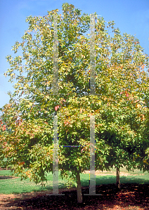 Picture of Acer negundo 'Sensation'