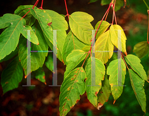 Picture of Acer negundo 'Sensation'