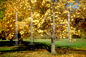 Picture of Acer saccharum ssp. nigrum 