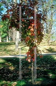 Picture of Acer maximowiczianum 