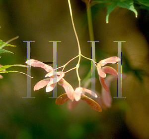 Picture of Acer palmatum 