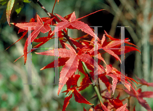 Picture of Acer palmatum 