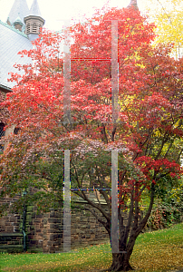 Picture of Acer palmatum 