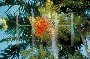 Picture of Carpentaria acuminata 