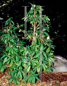Picture of Carpenteria californica 