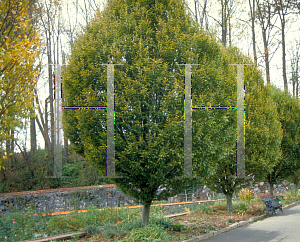 Picture of Carpinus betulus 'Fastigiata'