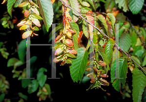 Picture of Carpinus caroliniana 