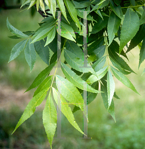 Picture of Carya illinoinensis 