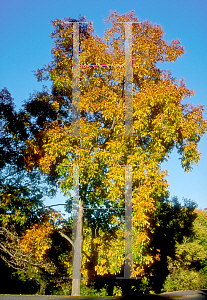 Picture of Carya laciniosa 