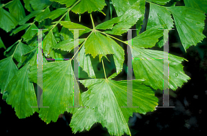 Picture of Caryota mitis 