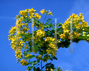 Picture of Senna bicapsularis 