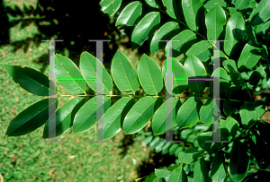 Picture of Cassia fistula x javanica 