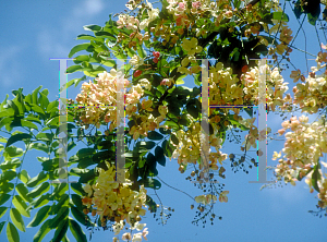 Picture of Cassia fistula x javanica 