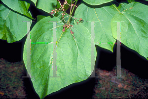 Picture of Catalpa bignonioides 