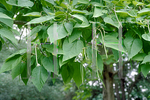 Picture of Catalpa speciosa 