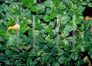 Picture of Ceanothus griseus var. horizontalis 'Yankee Point'