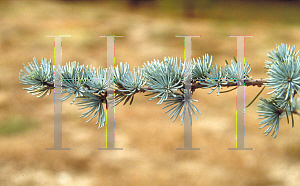 Picture of Cedrus libani ssp. atlantica 'Glauca'