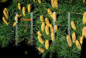 Picture of Cedrus libani 