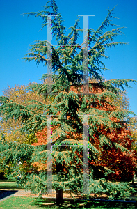 Picture of Cedrus libani 