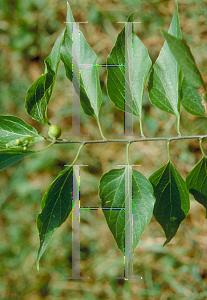 Picture of Celtis laevigata 