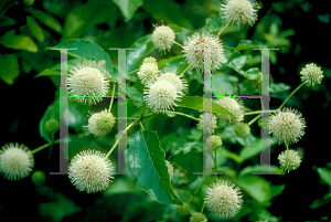 Picture of Cephalanthus occidentalis 