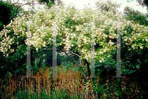 Picture of Cephalanthus occidentalis 