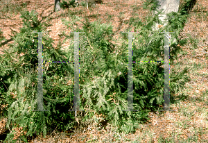 Picture of Cephalotaxus harringtonia 