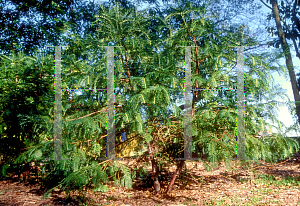 Picture of Cephalotaxus sinensis 