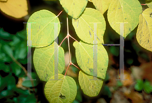 Picture of Cercidiphyllum japonicum 