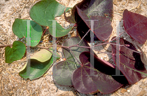 Picture of Cercis canadensis 'Forest Pansy'