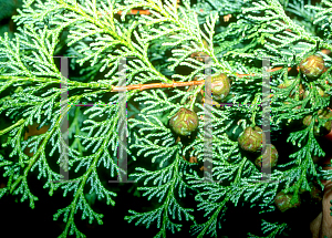 Picture of Chamaecyparis obtusa 