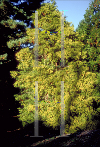 Picture of Chamaecyparis pisifera 'Filifera Aurea'