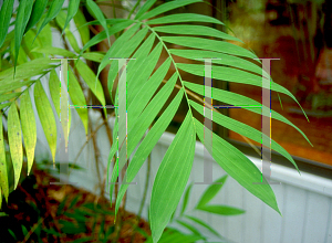 Picture of Chamaedorea microspadix 