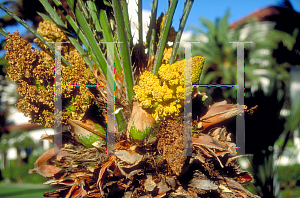 Picture of Chamaerops humilis 