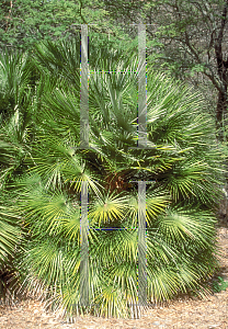 Picture of Chamaerops humilis 